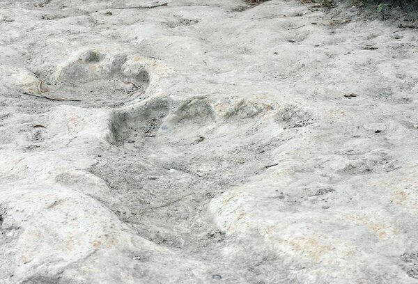 A track of Paluxysaurus in the Dinosaur Valley State Park near Glen Rose, Texas